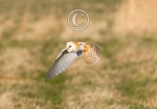 Barn Owl in Flight DM0898